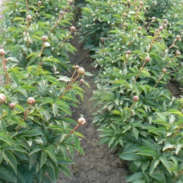 Пион Коттон Кэнди