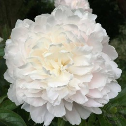 Пион Мандалин