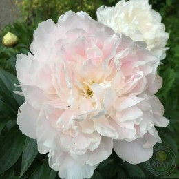 Пион Мандалин