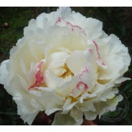 Пион Мсье Дюпон