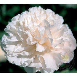 Пион Мунлит Сноу