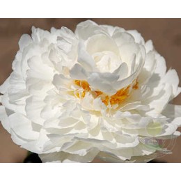 Пион Пёрфект Принцесс