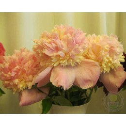 Пион Петтикоут Флаунс