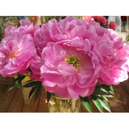 Пион Синк Пинк