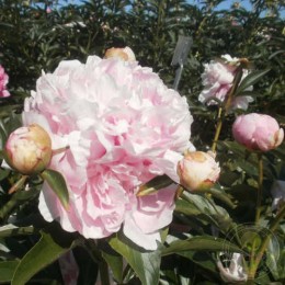 Пион Элиз Рено