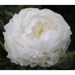 Пион Лё Синь