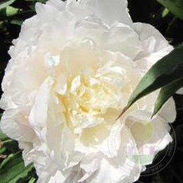 Пион Джубили