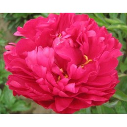 Пион Лора Дексхаймер