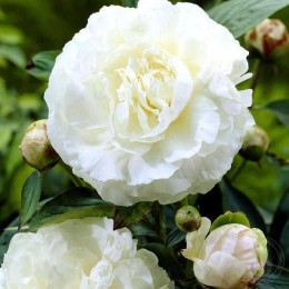 Пион Луи Бартело