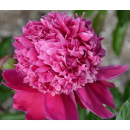 Пион Расберри Айс