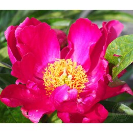 Пион Ред Квин