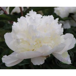 Пион Сноу Маунтин