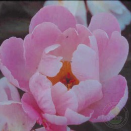 Пион Дейнти