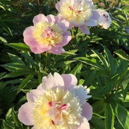 Пион Голден Харвест