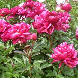 Пион Харри Л. Смит