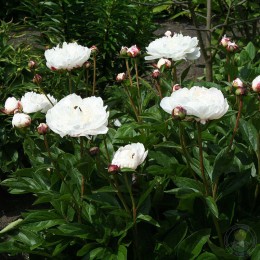 Пион Минни Шейлор