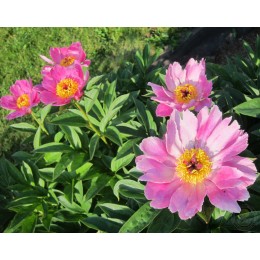 Пион Пинк Догвуд Виспер