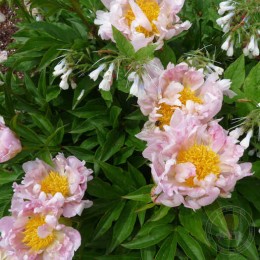 Пион Скатербрейн Пинк