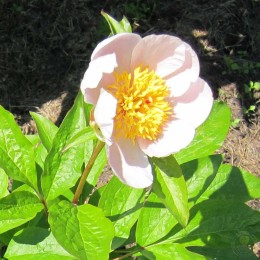 Пион Эрли Уайт