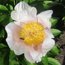 Пион Эрли Уайт