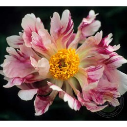 Пион Распберри Сплэш