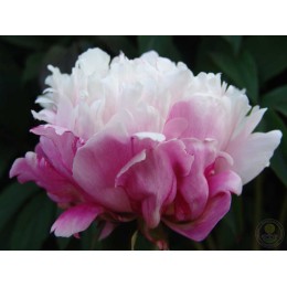 Пион Пичес энд Крим