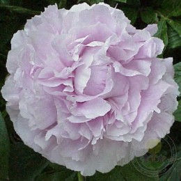 Пион Майра МакРей