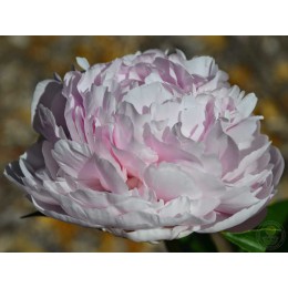 Пион Майра МакРей