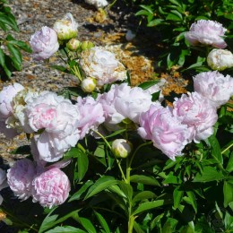 Пион Майра МакРей