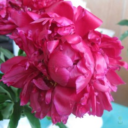 Пион Гарден Глори