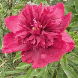 Пион Гарден Глори