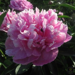 Пион Глэдис Тейлор