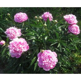 Пион Глэдис Тейлор