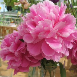 Пион Глэдис Тейлор