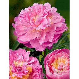 Пион Белла Донна