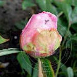 Пион Белла Донна