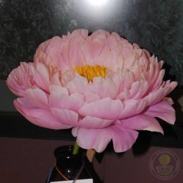 Пион Флаинг Пинк Соусер