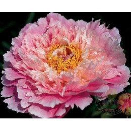 Пион Куинби