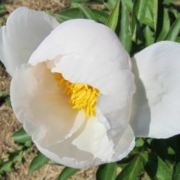 Пион Летнее Облако