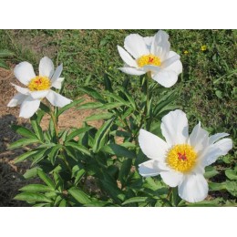 Пион Летнее Облако