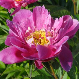 Пион Эйпрен Стринз