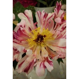 Пион Сёркус Сёркус