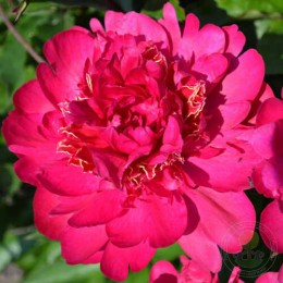 Пион Кинг Мидас