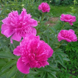 Пион Зе Фенг Ю