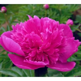 Пион Зе Фенг Ю