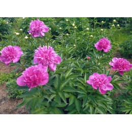 Пион Зе Фенг Ю