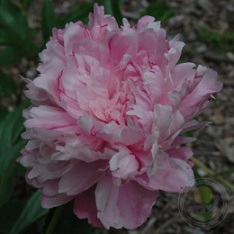 Пион Ливингстон