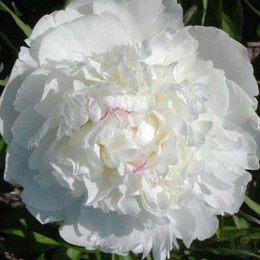 Пион Ивнин Стар