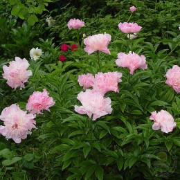 Пион Оригинал