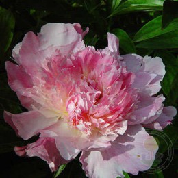 Пион Оригинал